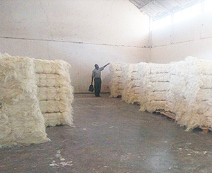 sisal fibre（Africa）